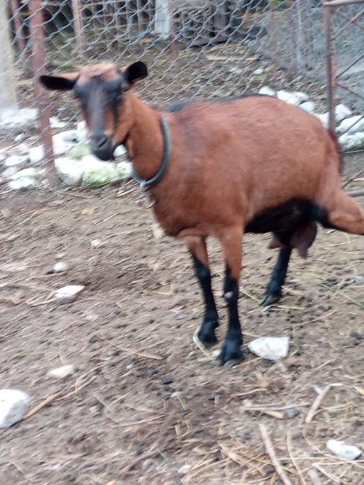 Capra alpina de vânzare buna de lapte