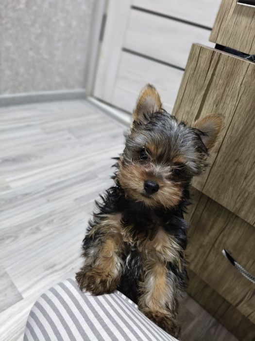 Йоркширский терьер готов к продаже