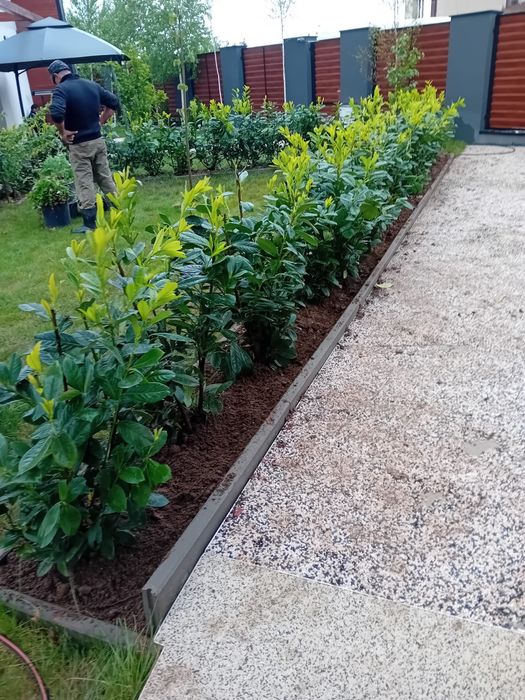 Laur Englezesc pentru Gard Viu – Plantare Inclusă!