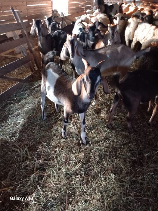 Vand tapi anglo-nubian