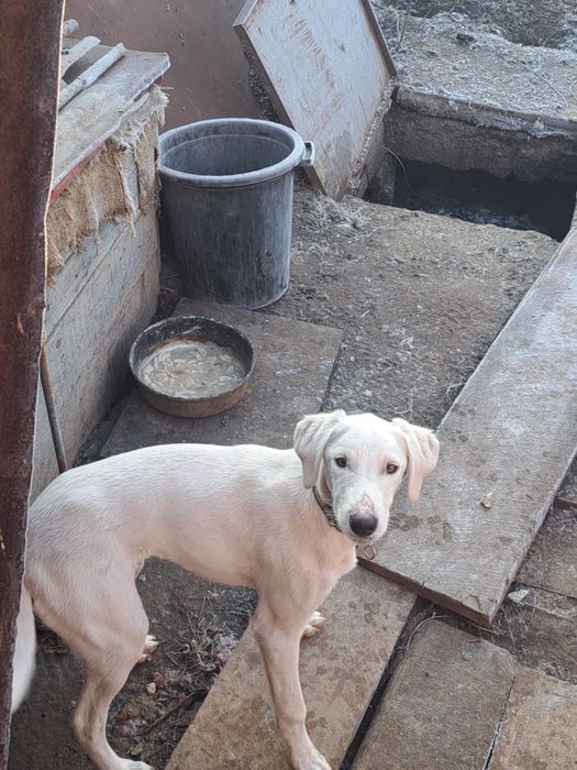 Продам жаргак тазы