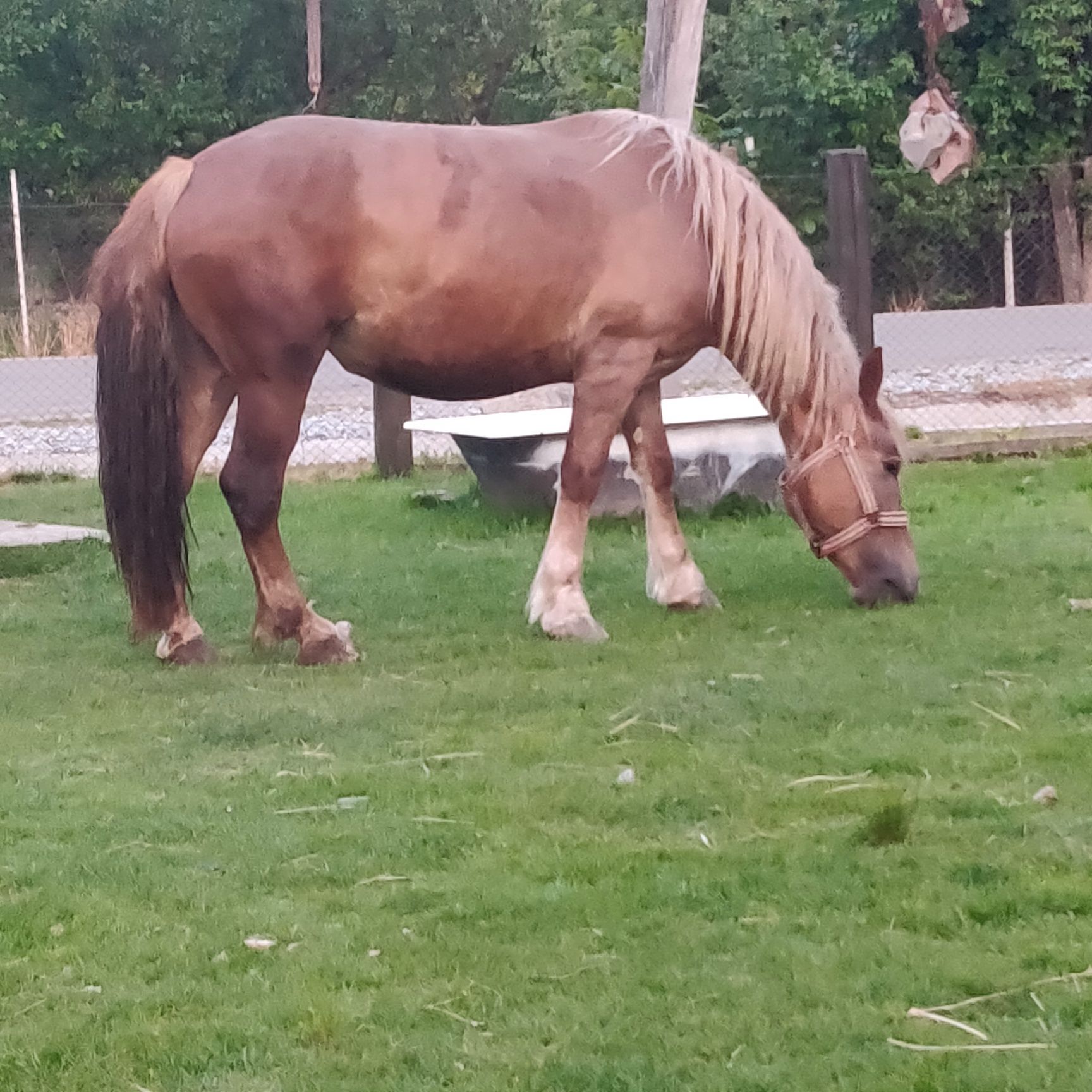 Vând două iepe șargi