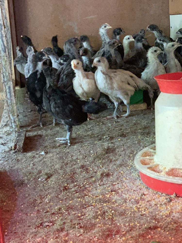 Pui de Australorp de vanzare