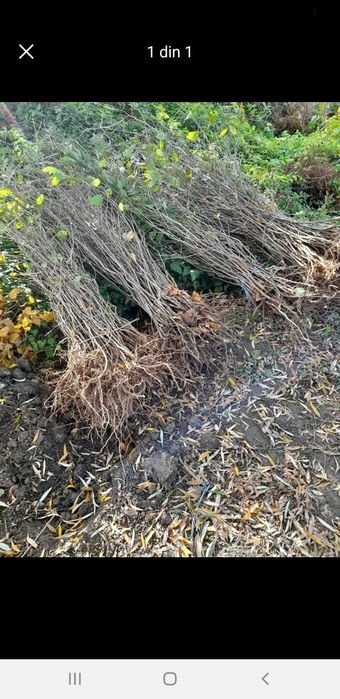 Puieți de pepiniera cu prindere suta la suta.