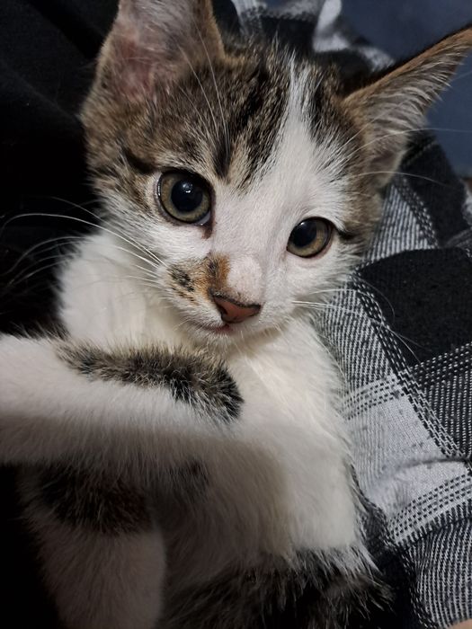 отдам даром в хорошие руки