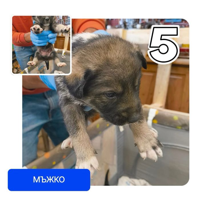 Подаряват се бебета кученца