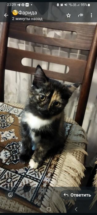 Продам котёнка трехцветная