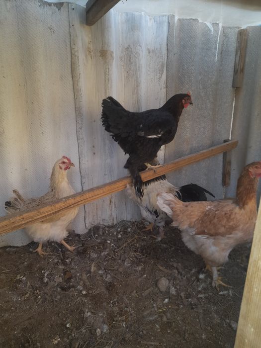 Сотилади хуроз товукла