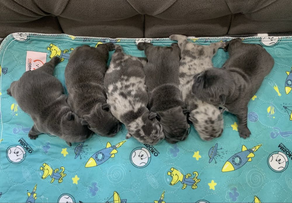 Френски Булдог French Bulldog Blue