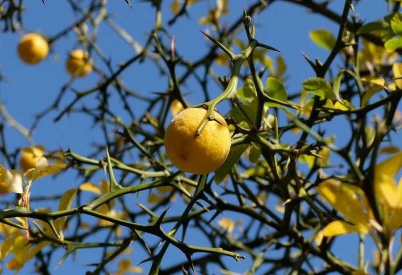 Див лимон (Poncirus trifoliata)