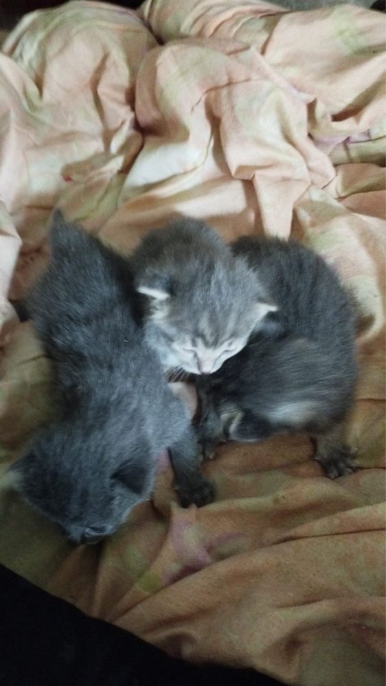 Раздаем котят