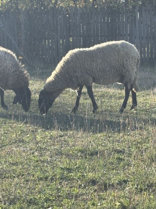Vând oaie casabasa cu berbecut