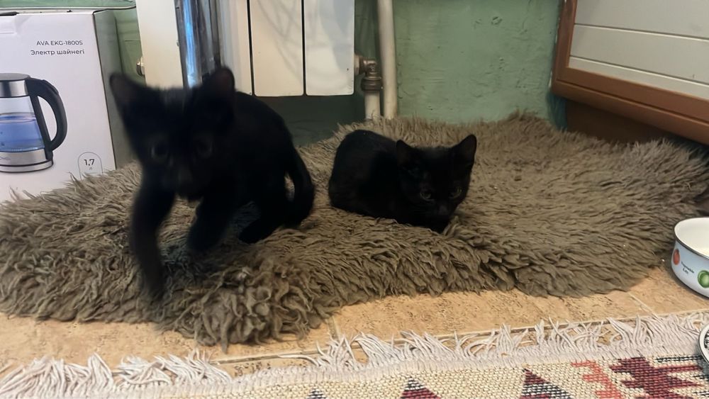 Отдам котят в добрые руки