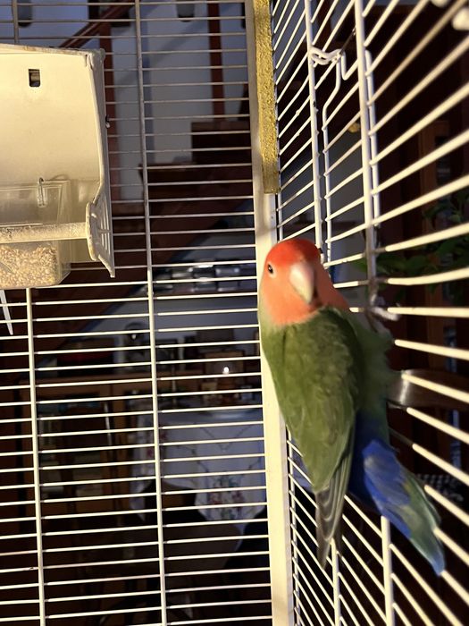 Vand Pui Papagal Agapornis