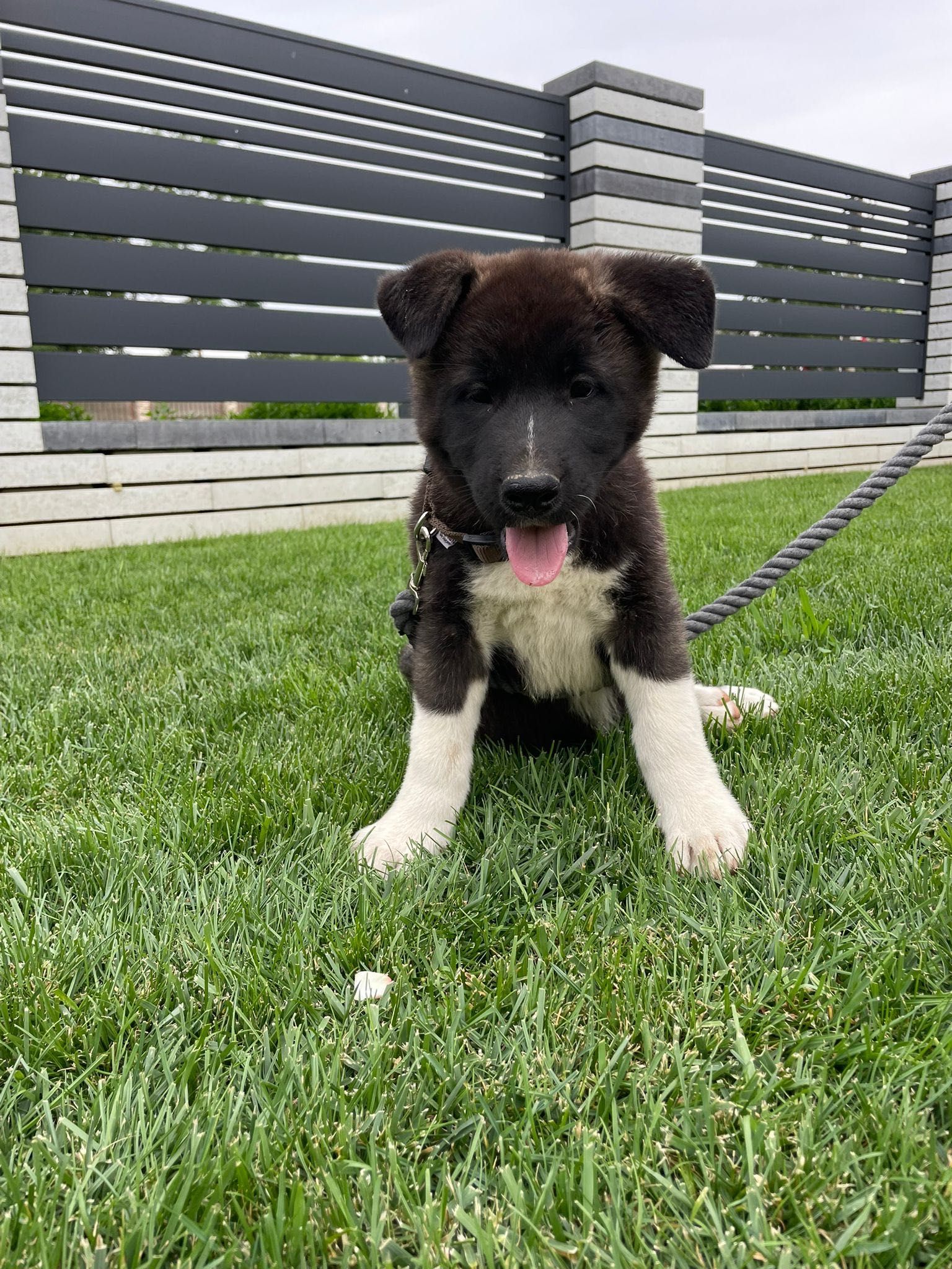 Pui Akita American