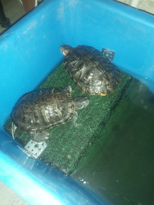 Отдам бесплатно черепашек