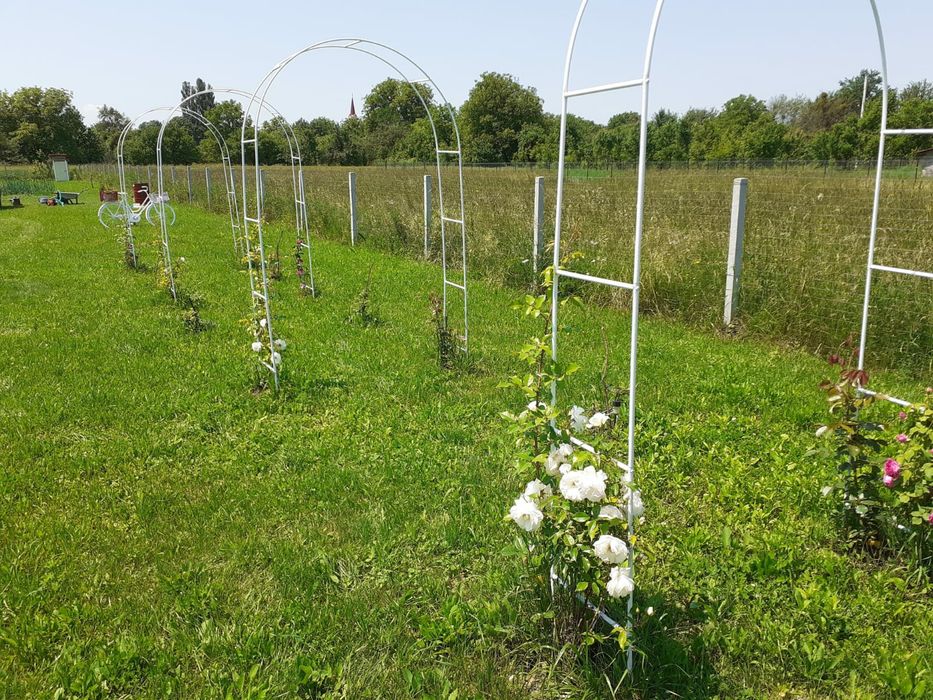 Teren Somcuta Mare intravilan