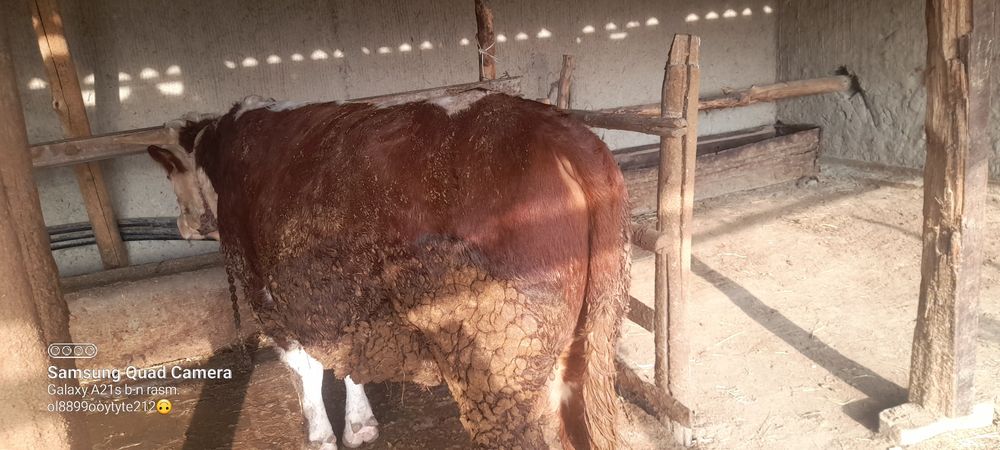 соглом бккалар эмлаши булган тарозига 57мингдан