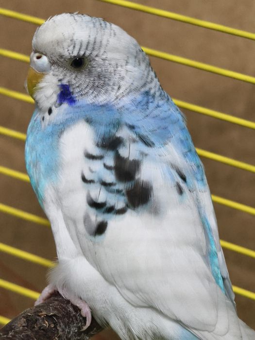 Волнистый попугай