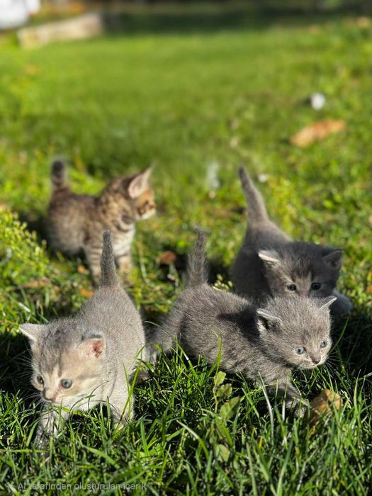 Котки British shorthair Кучета Cocker spaniel