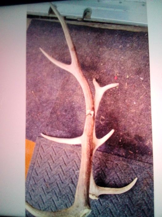 Coarne de cerb dimensiune mare