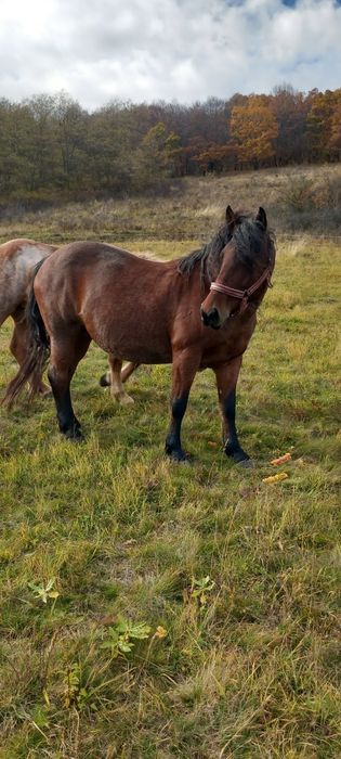 Iapa și manza.      .