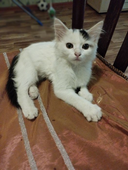 Трёхцветная кошечка, милашка