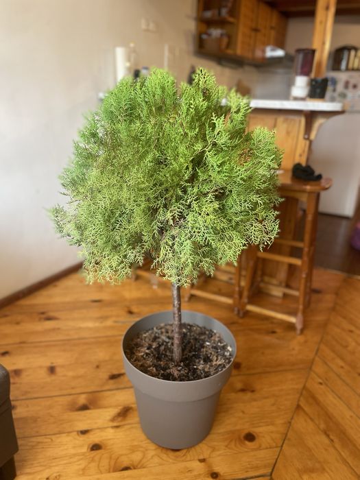 Градинска туя в саксия