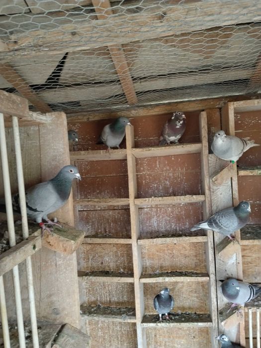 Porumbei voiajori de vanzare