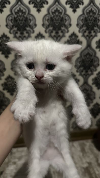 Продаем породистых котят третий помет