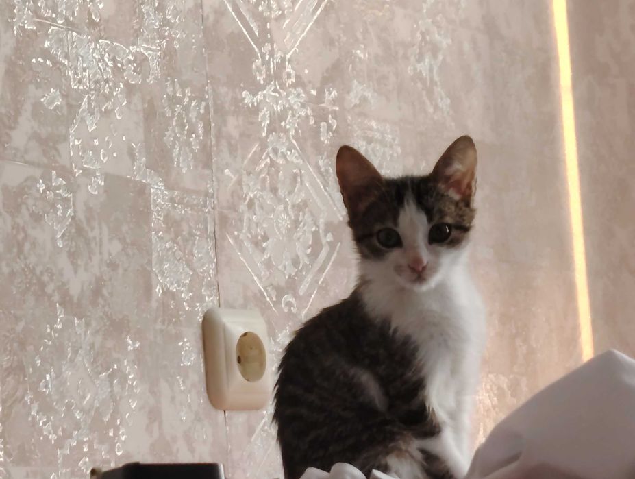 Отдам котёнка в хорошие руки