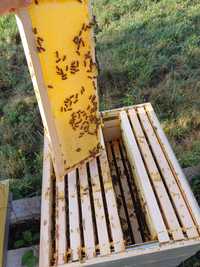 Пчелен мед и пчелни продукти