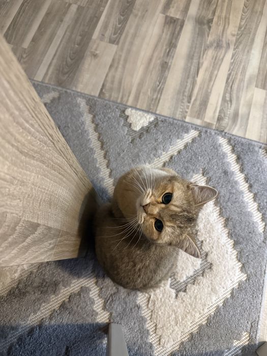 продавам британска чинчила