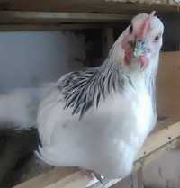 Pui Australorp, Sussex, Kabir