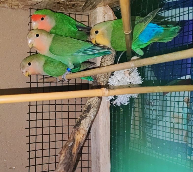 Pui papagali Agapornis Amorezi pasăre blânzi