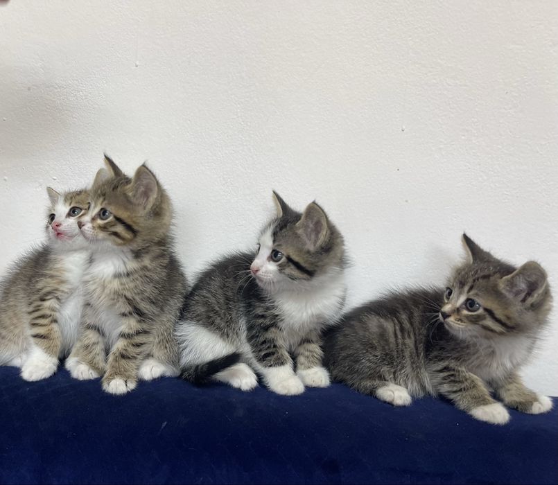 Отдам 5 очаровательных котят, 2 месяца!