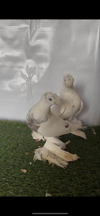 Kabutarlar  sotiladi ishqivoziga