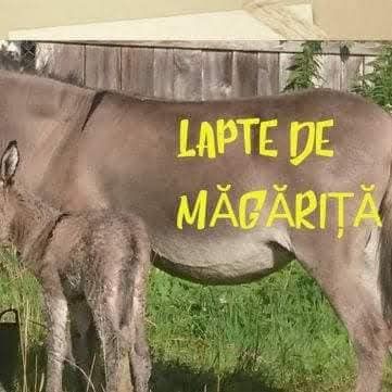 Avem lapte de magarite