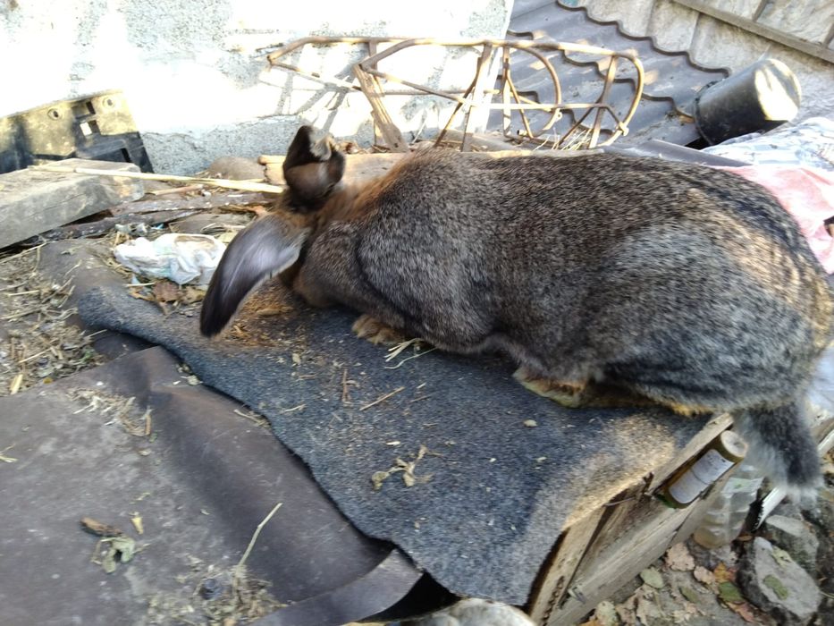 Iepuroaica de vânzare sa schimb cu porumbei mondaini sau kingi