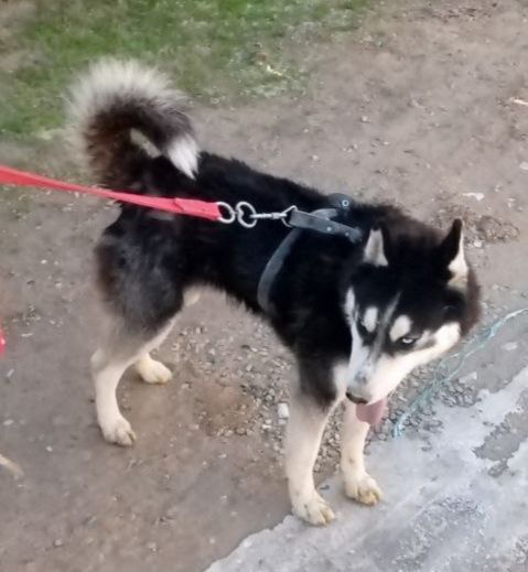 Layka  toza zotli 500 000