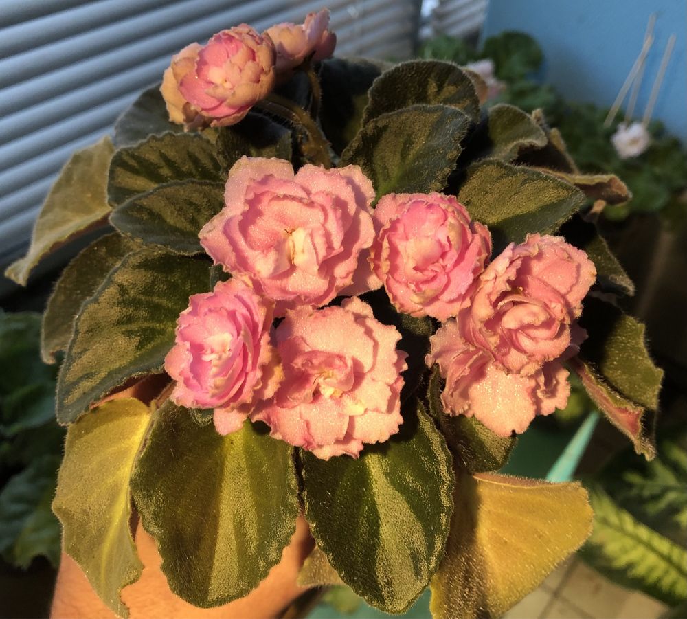 Стайна теменужка Saintpaulia Сейнтполия African Violet Африканска