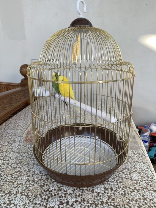 Продаются волнистые попугайи