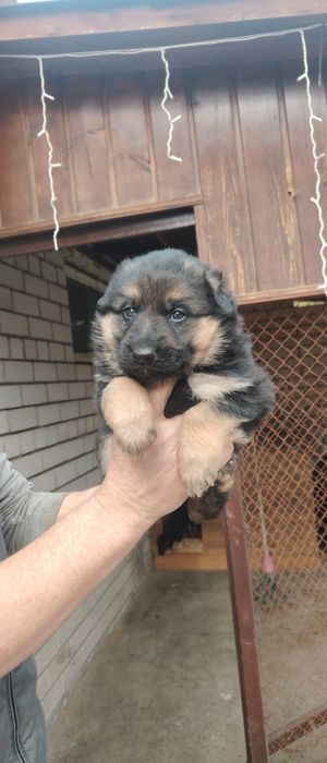Щенок Немецкая овчарка