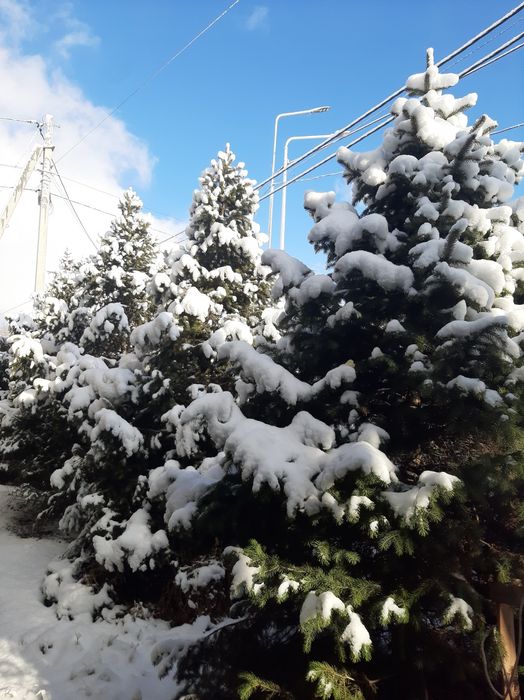 Живые пушистые ели