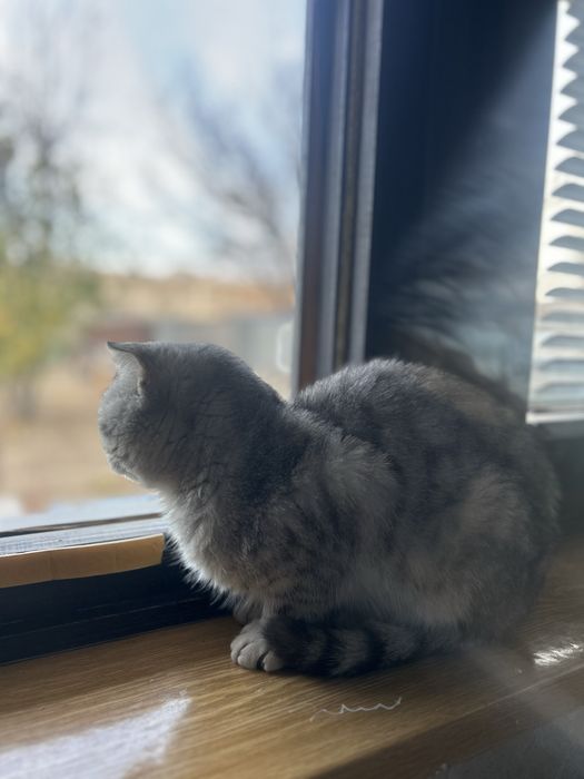 Вязка Шотландец вислоухий/Scottish fold. Молодой, Красивый кот
