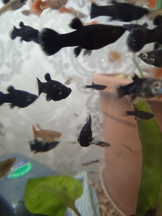 Аквариумные рыбки молинезии черные