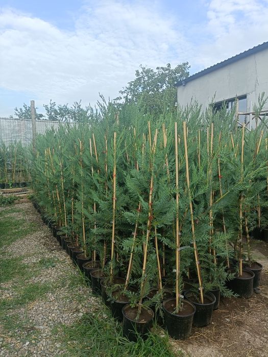 Tuia.  Chiparos  leylandii (OFERTA 160-170cm )
