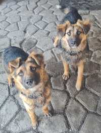 Вакцинированные щенки (мальчик и девочка)