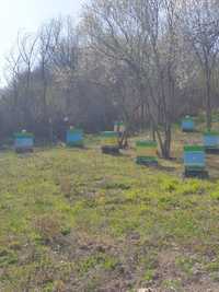 пчелни семейства