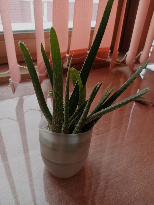 Алоэ молодой недорого.